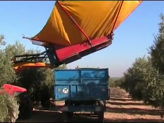 how olives are harvested
