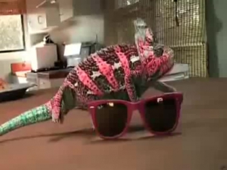 chameleon and glasses